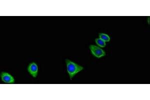 Immunofluorescent analysis of HepG2 cells using ABIN7175033 at dilution of 1:100 and Alexa Fluor 488-congugated AffiniPure Goat Anti-Rabbit IgG(H+L)