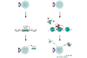 Image no. 5 for CUTANA™ pAG-MNase for ChIC/CUT&RUN Assays (ABIN6950951)