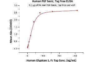 Immobilized Human FGF basic, Tag Free (ABIN2444057,ABIN2180650,ABIN2180649) at 1 μg/mL (100 μL/well) can bind Human Glypican 1, Fc Tag (ABIN6810034,ABIN6938876) with a linear range of 1-39 ng/mL (Routinely tested). (FGF2 Protein (AA 143-288))