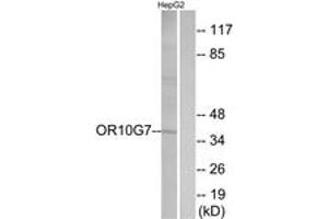 Western blot analysis of extracts from HepG2 cells, using OR10G7 Antibody. (OR10G7 antibody  (AA 234-283))