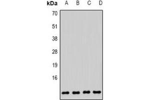 Western blot analysis of COX6B1 expression in MCF7 (A), HepG2 (B), mouse brain (C), mouse liver (D) whole cell lysates. (COX6B1 antibody)