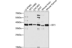 Western blot analysis of extracts of various cell lines, using ISY1 antibody  at 1:3000 dilution. (ISY1 antibody  (AA 1-307))