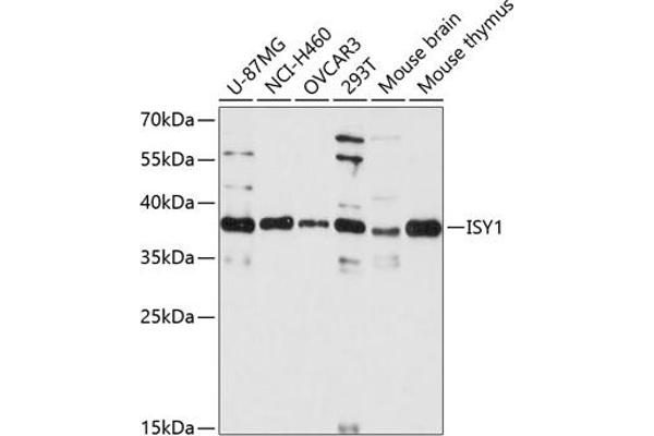 ISY1 antibody  (AA 1-307)