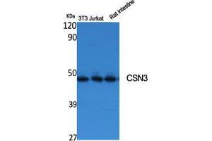 Western Blotting (WB) image for anti-Casein kappa (CSN3) (Internal Region) antibody (ABIN3184108) (CSN3 antibody  (Internal Region))