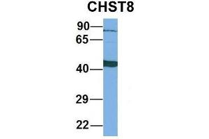 Host:  Rabbit  Target Name:  CHST8  Sample Type:  Human Fetal Liver  Antibody Dilution:  1. (CHST8 antibody  (Middle Region))