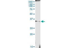 Immunoprecipitation of PROCR transfected lysate using anti-PROCR MaxPab rabbit polyclonal antibody and Protein A Magnetic Bead , and immunoblotted with PROCR purified MaxPab mouse polyclonal antibody (B01P) . (PROCR antibody  (AA 1-238))
