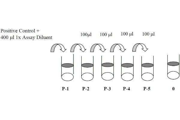 STAT3 ELISA Kit