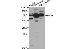 Western blot analysis of extracts of various cell lines, using HTR3A antibody (ABIN5973293) at 1/1000 dilution.