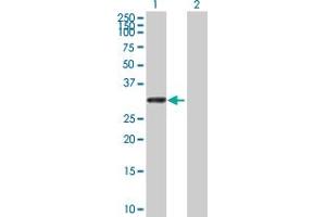 Western Blot analysis of UTP11L expression in transfected 293T cell line by UTP11L MaxPab polyclonal antibody. (UTP11L antibody  (AA 1-253))