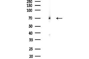 anti-Syntaxin Binding Protein 1 (STXBP1) (C-Term) antibody