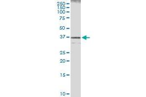 Immunoprecipitation of CASP7 transfected lysate using anti-CASP7 MaxPab rabbit polyclonal antibody and Protein A Magnetic Bead , and immunoblotted with CASP7 purified MaxPab mouse polyclonal antibody (B01P) . (Caspase 7 antibody  (AA 1-303))