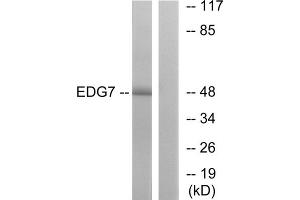 Western blot analysis of extracts from Jurkat cells, using EDG7 antibody.