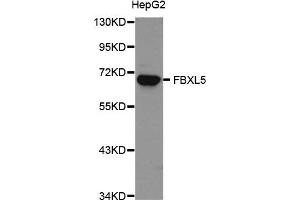 Western Blotting (WB) image for anti-F-Box and Leucine-Rich Repeat Protein 5 (FBXL5) antibody (ABIN1876803) (FBXL5 antibody)