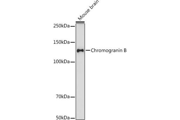 CHGB antibody