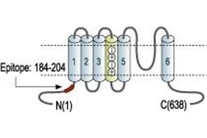 Representative domain view of the target of ABIN7885304.