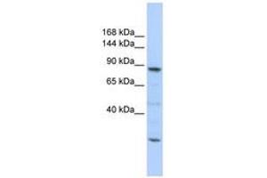 Image no. 1 for anti-CDC5 Cell Division Cycle 5-Like (S. Pombe) (CDC5L) (C-Term) antibody (ABIN6740663) (CDC5L antibody  (C-Term))
