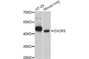 Western blot analysis of extracts of various cell lines, using CXCR3 Antibody (ABIN4903411) at 1:3000 dilution. (CXCR3 antibody)