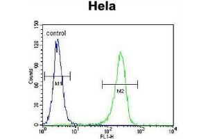 CCNH Antibody (N-term) flow cytometric analysis of Hela cells (right histogram) compared to a negative control cell (left histogram). (Cyclin H antibody  (N-Term))