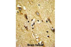 Formalin-fixed and paraffin-embedded human brain reacted with MOBP Antibody (N-term), which was peroxidase-conjugated to the secondary antibody, followed by DAB staining. (MOBP antibody  (N-Term))