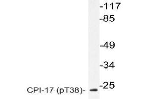 Western blot (WB) analysis of p-CPI-17 antibody in extracts from RAW264. (CPI-17 antibody  (pThr38))