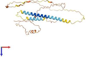 CMT1A Duplicated Region Transcript 15-Like 2 (CDRT15L2) (AA 1-281) protein (His tag)