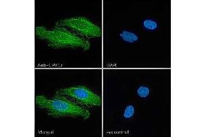 Immunofluorescence (IF) image for anti-G Protein-Coupled Receptor 17 (GPR17) (C-Term) antibody (ABIN571066)