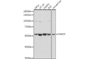 Western Blotting (WB) image for anti-Fanconi Anemia, Complementation Group C (FANCC) (AA 319-558) antibody (ABIN3022594)