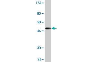 OSTF1 antibody  (AA 1-217)