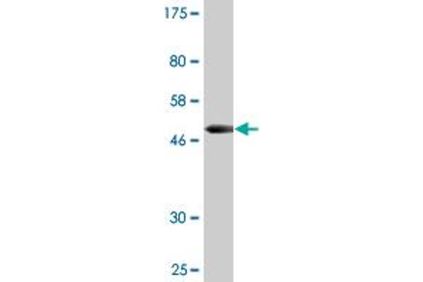 OSTF1 antibody  (AA 1-217)