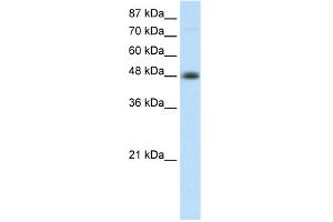 WB Suggested Anti-TFAP2B Antibody   Titration: 2. (TFAP2B antibody  (C-Term))