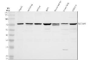 anti-Solute Carrier Family 15, Member 5 (SLC15A5) (AA 10-579) antibody