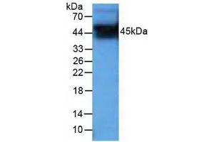 Western blot analysis of Human PC-3 cells. (PIM1 antibody  (AA 129-268))