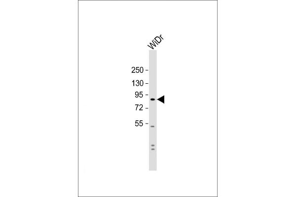 SUSD2 antibody  (C-Term)