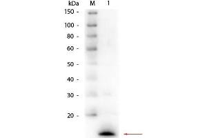 Western Blot of Rabbit anti-Lysozyme (Hen Egg White) Antibody. (LYZ antibody  (AA 1-129))