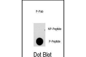 Dot blot analysis of anti-NFATC2-p Phospho-specific Pab (ABIN389814 and ABIN2839702) on nitrocellulose membrane. (NFAT1 antibody  (pSer330))