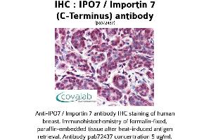 Image no. 1 for anti-Importin 7 (IPO7) (C-Term) antibody (ABIN1735987) (IPO7 antibody  (C-Term))