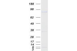 Validation with Western Blot (RFX3 Protein (Transcript Variant 2) (Myc-DYKDDDDK Tag))