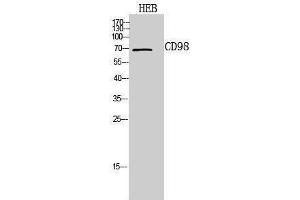 Western Blotting (WB) image for anti-Solute Carrier Family 3 (Activators of Dibasic and Neutral Amino Acid Transport), Member 2 (SLC3A2) (Internal Region) antibody (ABIN3188023) (SLC3A2 antibody  (Internal Region))