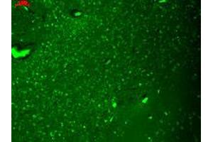 Immunofluorescence staining in human hippocampus with Hcn4 monoclonal antibody, clone S114-10 . (HCN4 antibody  (AA 1019-1198))