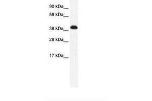 ZNF568 antibody  (AA 143-192)