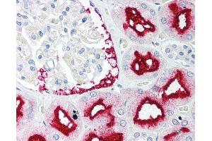 Anti-BAG1 antibody IHC of human kidney. (BAG1 antibody  (C-Term))