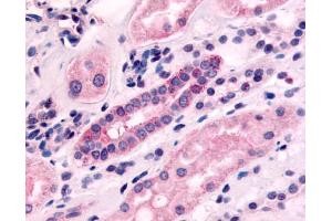 Anti-5HT1F Receptor antibody IHC of human kidney, renal tubules. (HTR1F antibody  (N-Term))