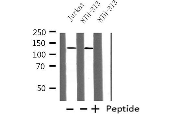 POLR1B antibody  (Internal Region)