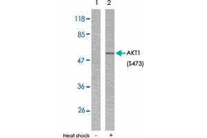Western blot analysis of extracts from HeLa cells untreated or treated with heat shock using AKT1 (phospho S473) polyclonal antibody . (AKT1 antibody  (pSer473))
