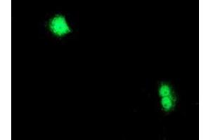 Immunofluorescence (IF) image for anti-Chromosome X Open Reading Frame 26 (CXorf26) antibody (ABIN1497689) (CXorf26 antibody)