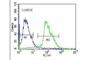Flow cytometric analysis of 293 cells (right histogram), compared to a negative control cell (left histogram), was performed with KLK7 polyclonal antibody  and FITC-conjugated goat-anti-rabbit secondary antibody. (Kallikrein 7 antibody  (C-Term))