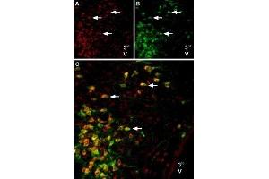 Multiplex staining of Melatonin receptor type 1B and Angiotensin II receptor type 2 in rat brainImmunohistochemical staining of perfusion-fixed frozen brain sections using Anti-Melatonin Receptor 1B (MTNR1B) Antibody (ABIN7043327, ABIN7044601 and ABIN7044602), (1:600) and Anti-Angiotensin II Receptor Type-2 (extracellular)-ATTO Fluor-488 Antibody (ABIN7042926), (1:100).