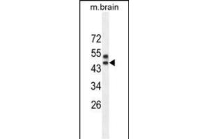 SPRED3 Antibody (N-term) (ABIN654220 and ABIN2844058) western blot analysis in mouse brain tissue lysates (35 μg/lane).