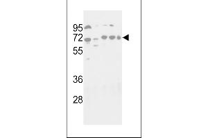 Western blot analysis of hG16L- 1817c in NIH-3T3, HepG2, Hela, Jurkat and NCI- cell line lysates (35 μg/lane). (ATG16L1 antibody  (C-Term))