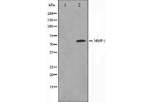 Western blot analysis on HepG2 cell lysate using MMP1 Antibody.